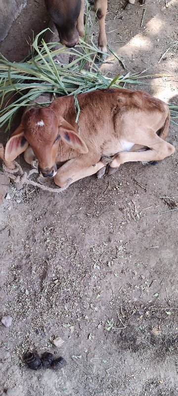 ગાય વેચવાની છે