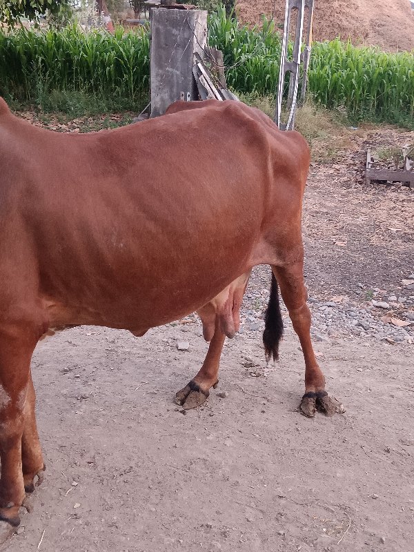 ગીર ગાય‌ વેચવા...