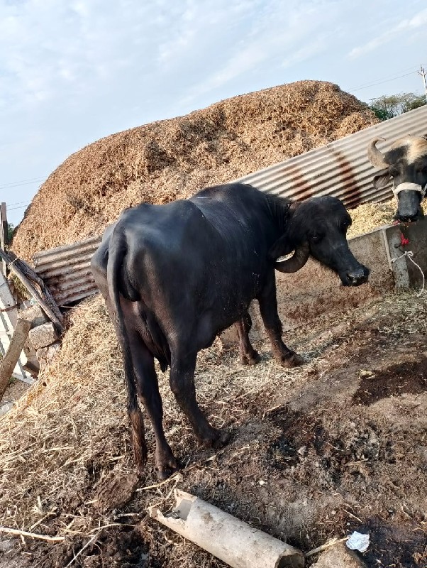 ભેંસ વેચવાની છે