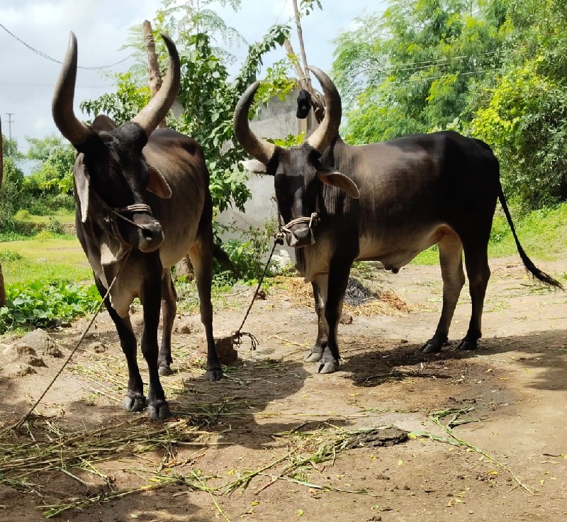 બળદ છે