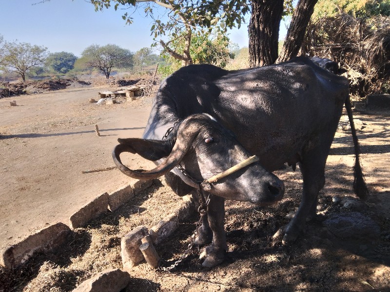 ભસ વેચવાની છે