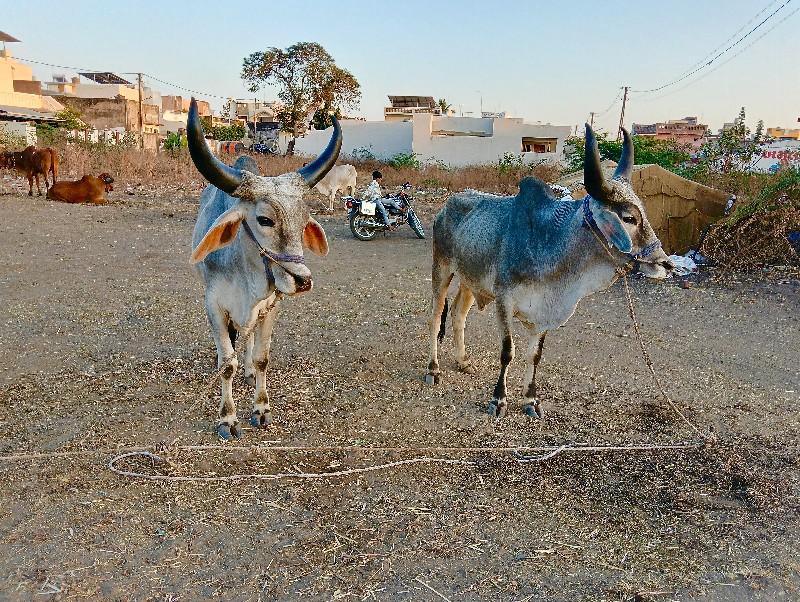 ગામ કોટડા સાંગા...