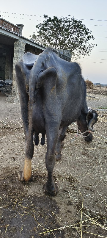 ભેંસ વેચવાની છે