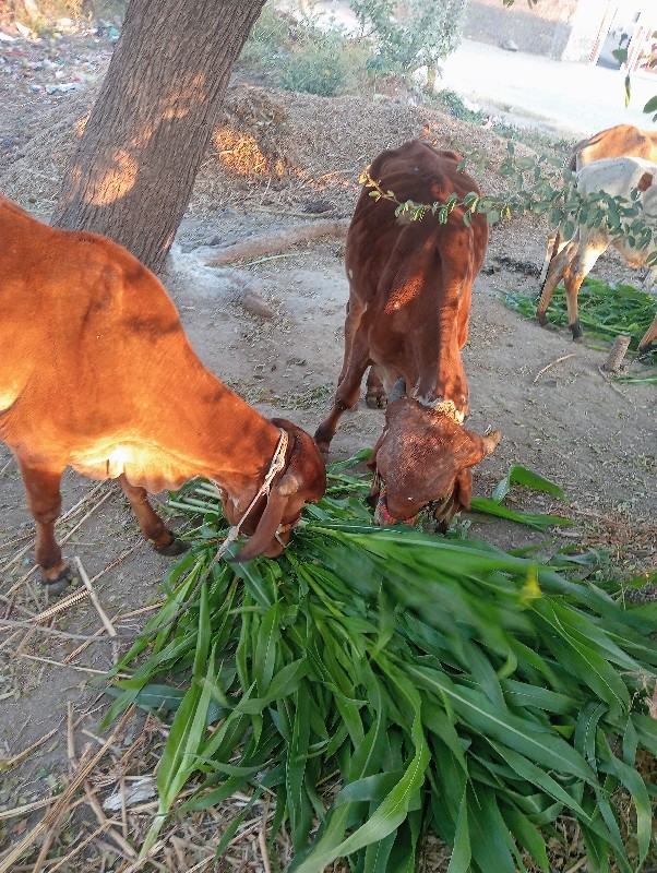 ગોઢલાવેસવાનાસે