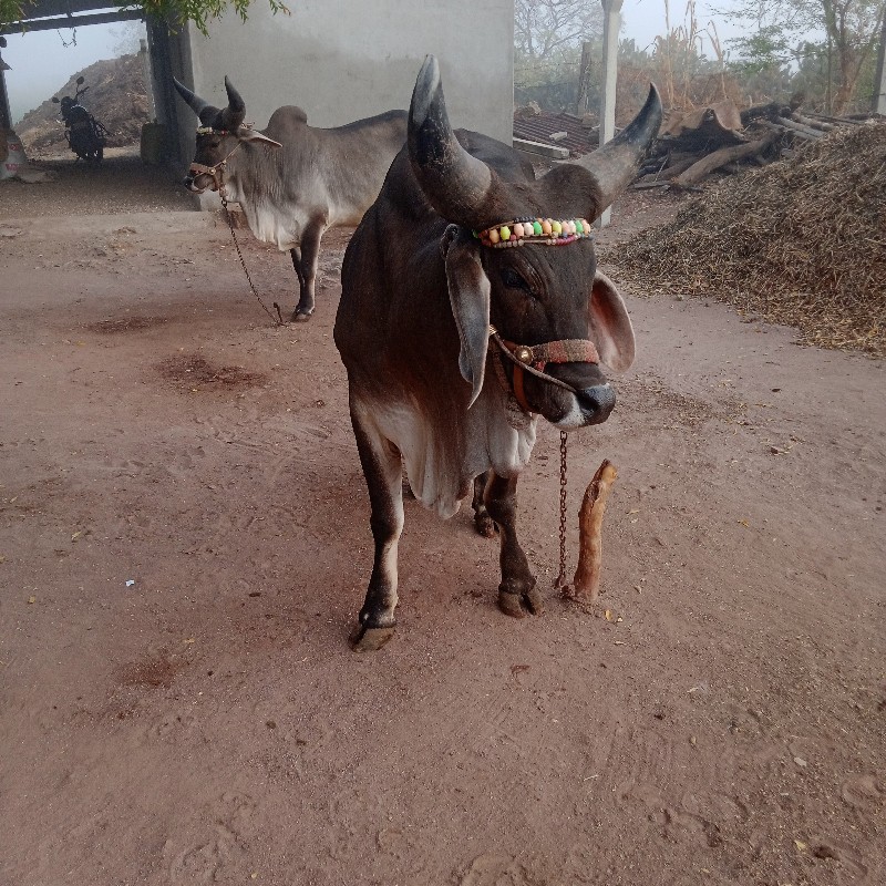 ચારદાતેફોરામાહલ...