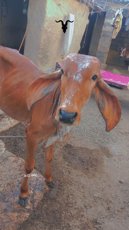 2 વાછડી આપવા ની...