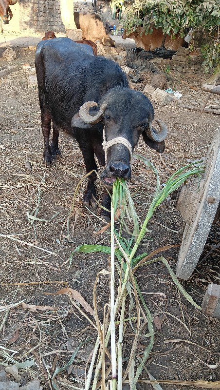 ખડેલી વેચવાની છ...