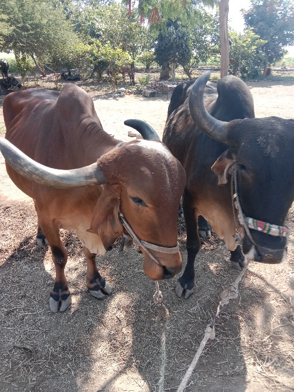 બળદવેશવાના