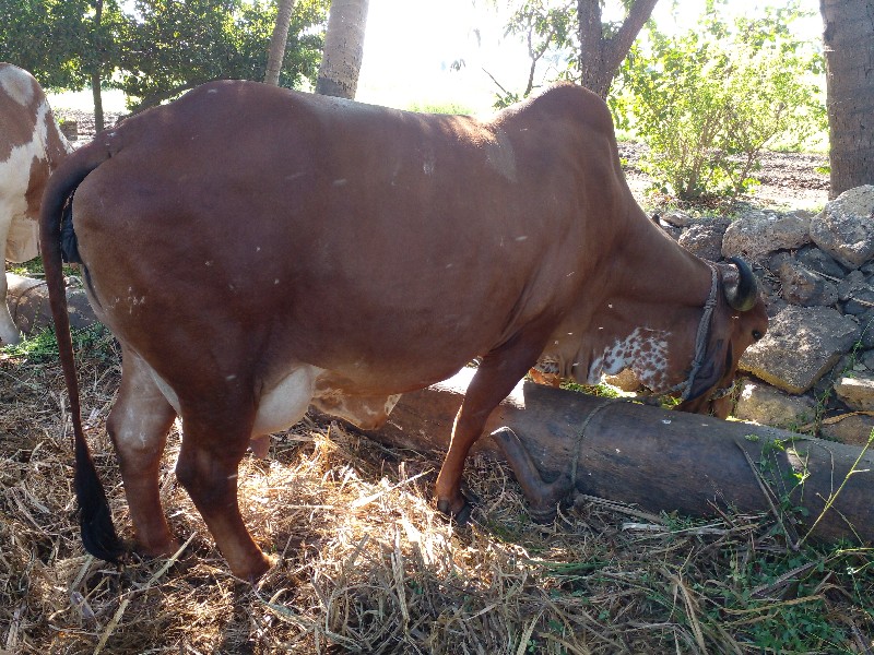 ગાય વેચવાની છે.