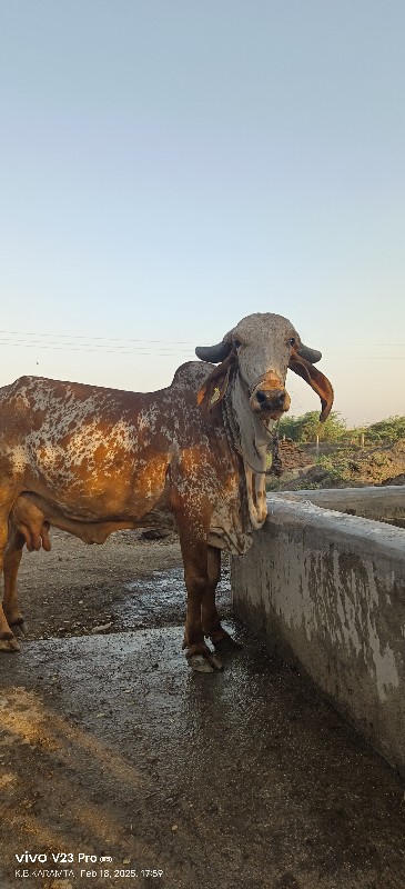 ગીર ગાય વેચવાની...