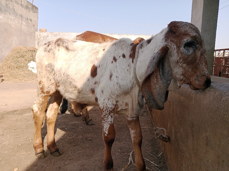 ગાય વેશવા ની સે...