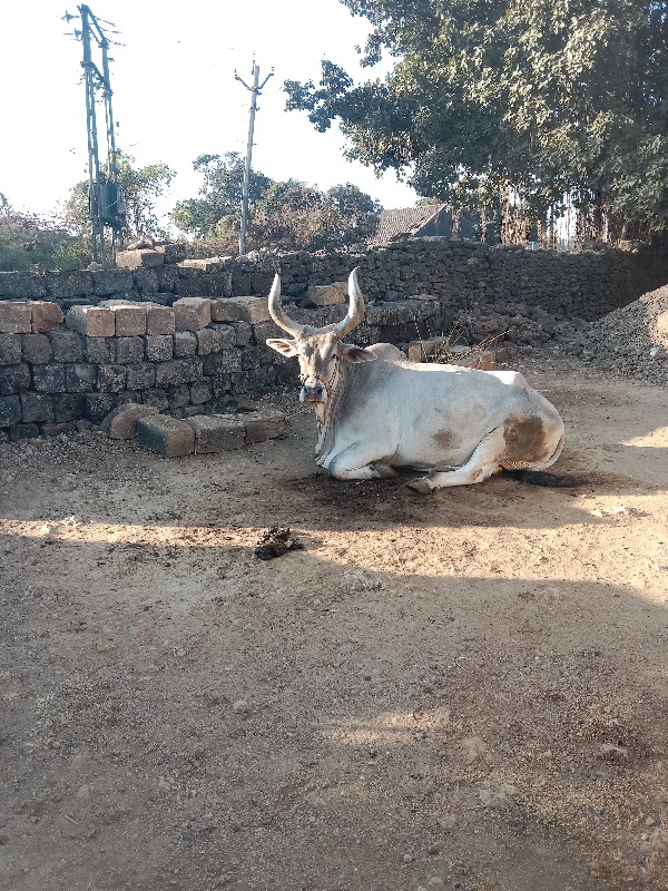 બડદ વેશવાનો  છે