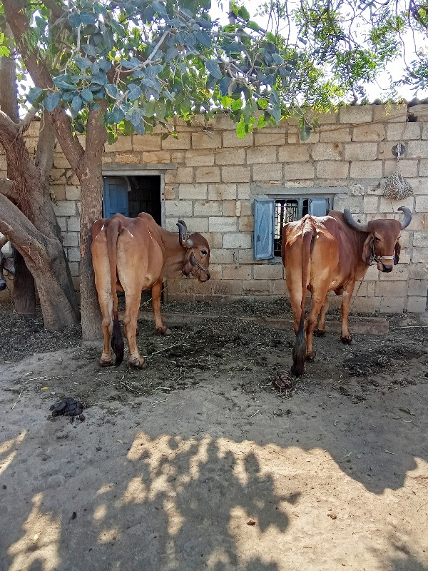 બળદ વેસવાં ના સ...