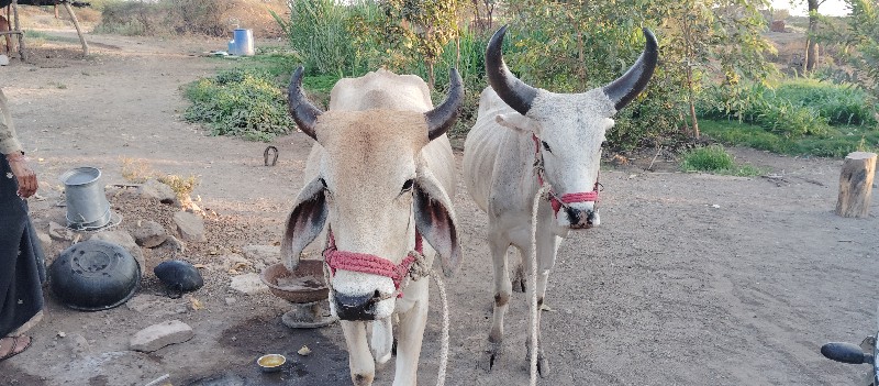 ગોઢલા વેશવાના છ...