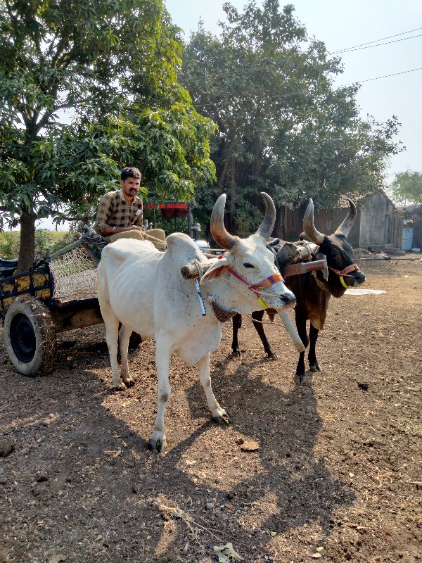 સફેદ બળદ દેવાનો...