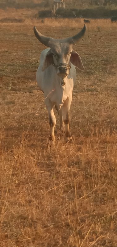 ગોઢલો વેછવાનો છ...