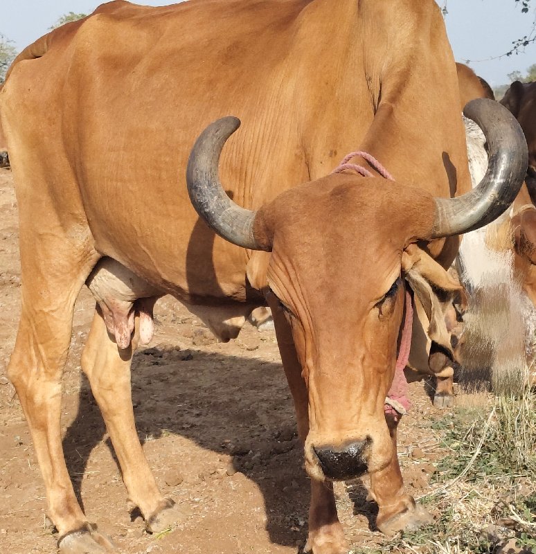 સાવ સોજી ગાય વે...