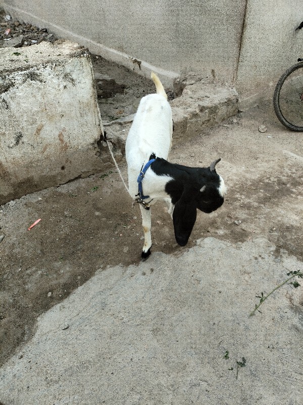 Bakri