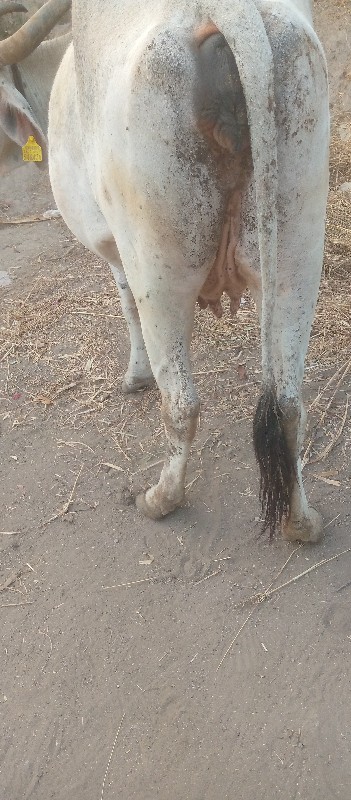 કનુ ભાઈ ખુમાણ