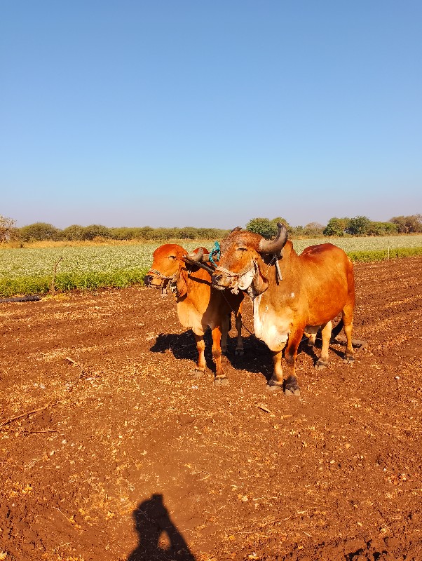 બળદ વેચવાના છે