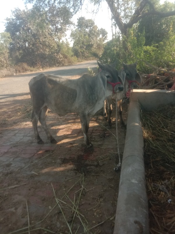 વઢીયારા ગોડલા વ...