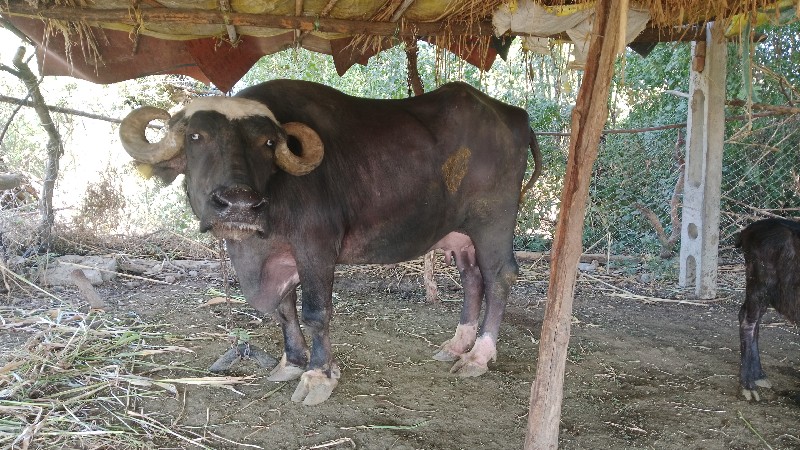 ભેંસ વેચવાની છે