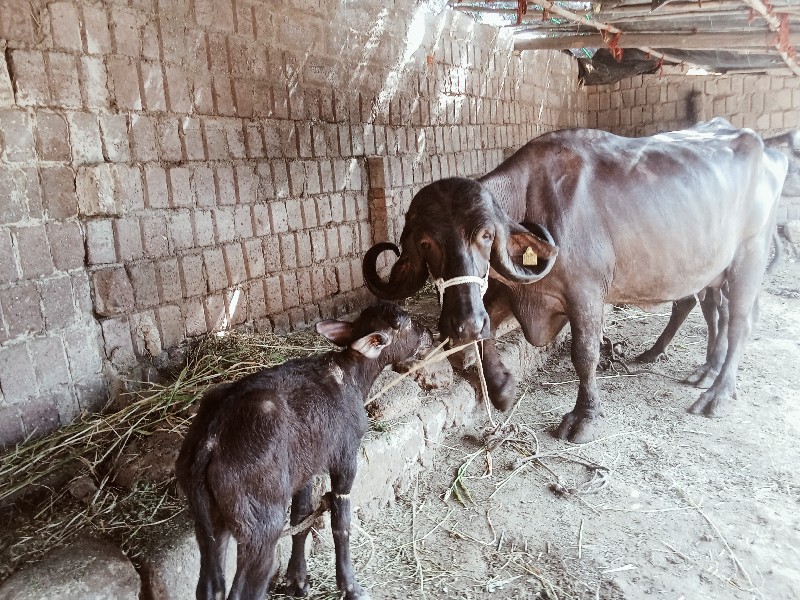 આ ભેંસ.વેસવાનીસ...