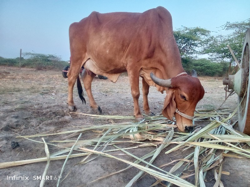 ગાય વેચવાની છે.