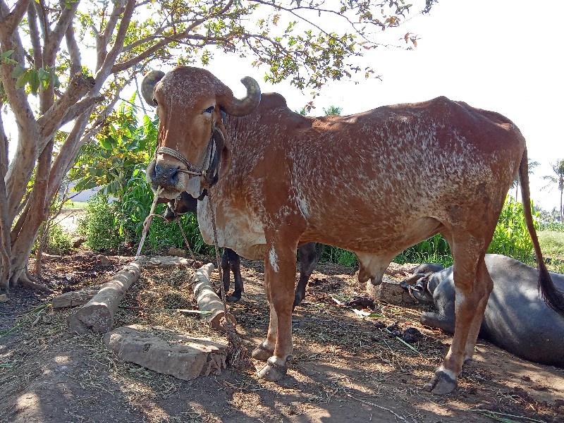 બળદ વેચવા નો છે