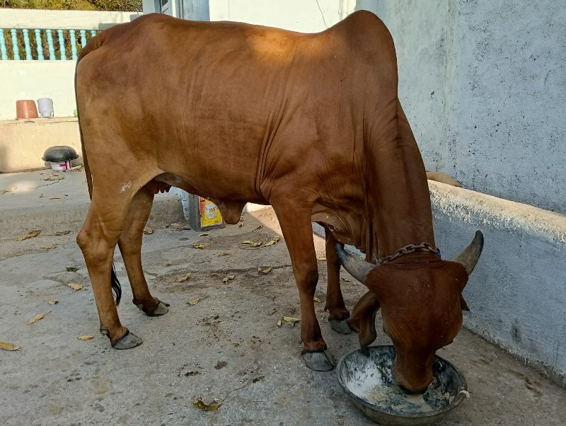 પેલું વેતર વિયા...