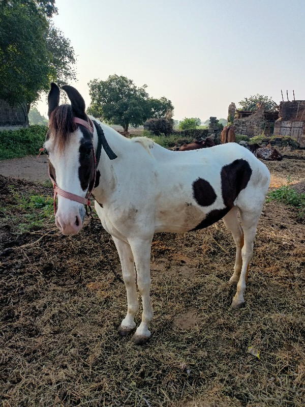 ધોડી વેચવાની છે