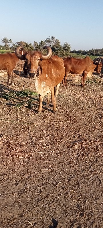 બળદ વેચવાનો છે