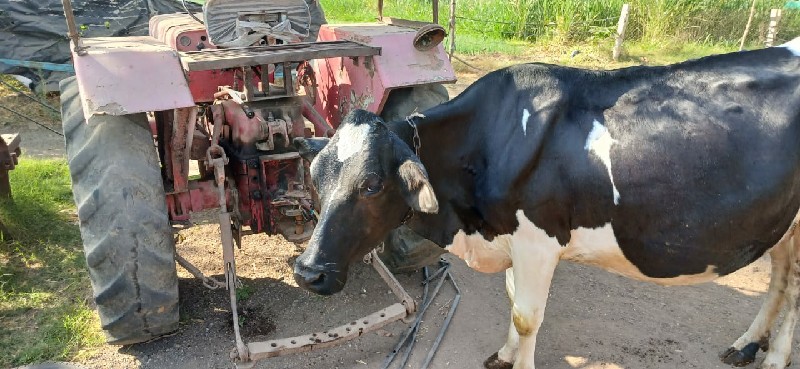 તાત્કાલિક વેચવા...