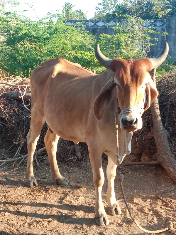 ગાય વેચવાની છે