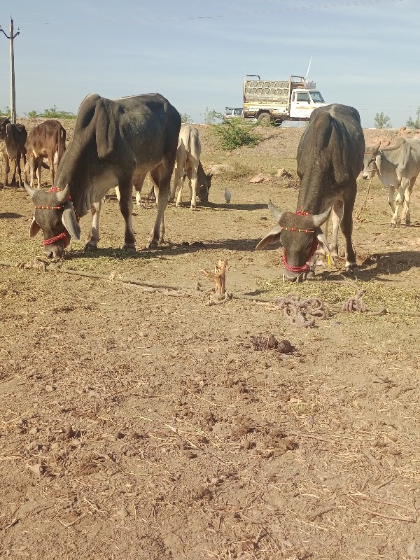 ગોઢલા વેચવાના છ...