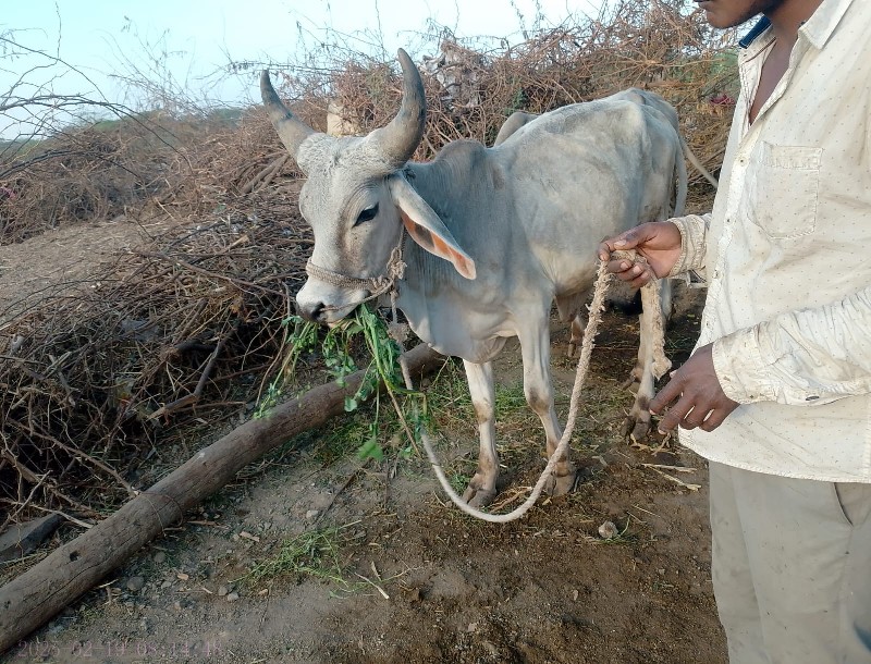 વાછડા વેચવાના છ...