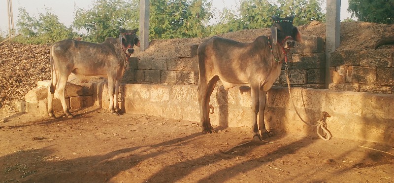 ગોઢલા વેસવાના છ...