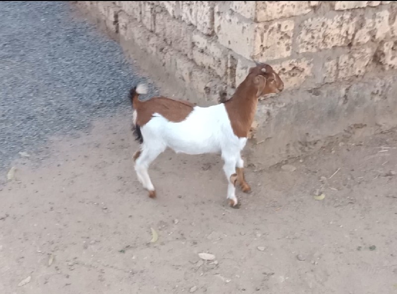 Barbari  bakri...