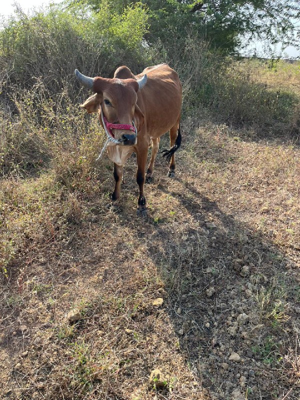 બળદ વેચવાના છે