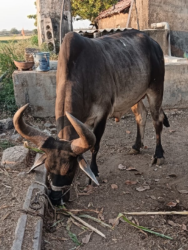 બળદ વેચવાના છે