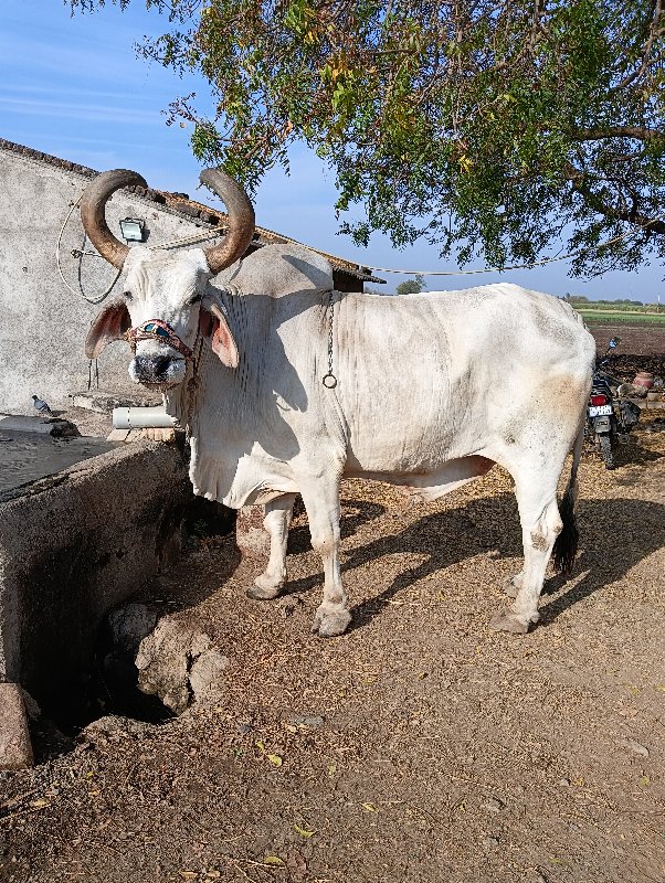 બળદ વેચવાનો છે