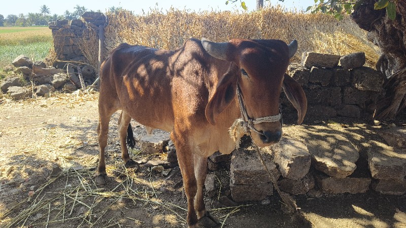 બળદ વેચવાના છે