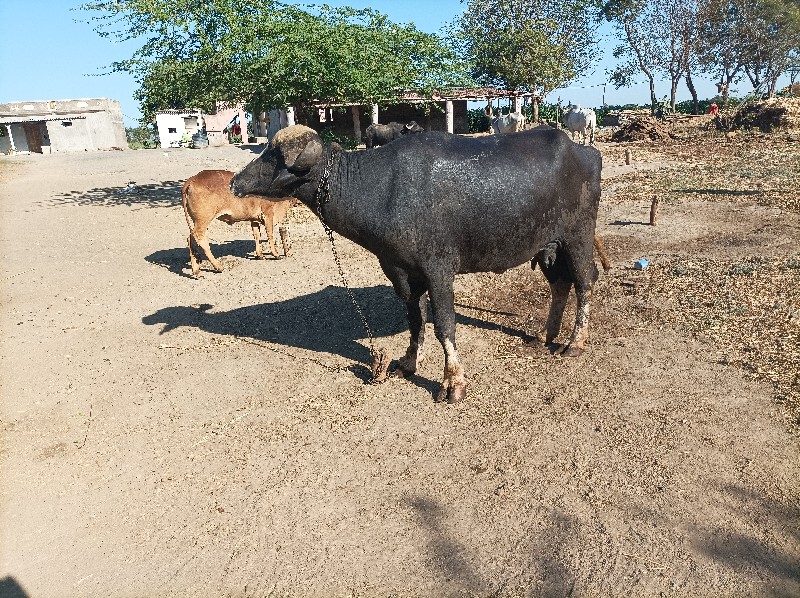 ભેસ વેચવાની છે...