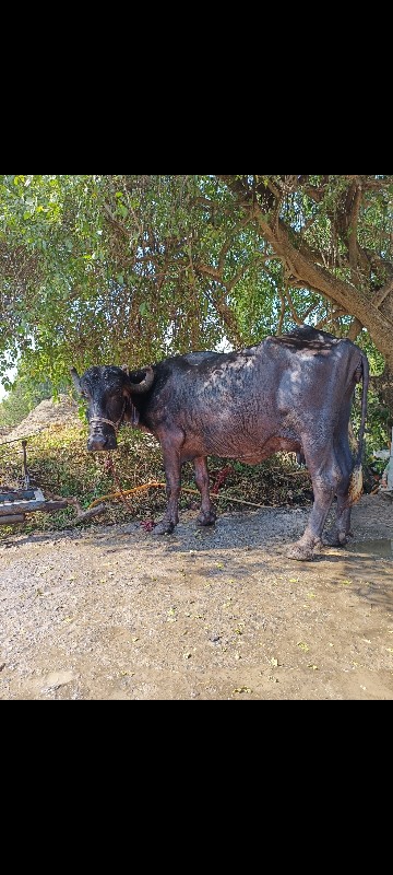 ભેસ વેસવાની છે