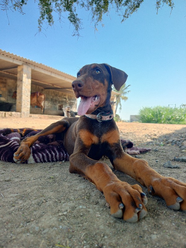 ડોબરમેન કુતરી