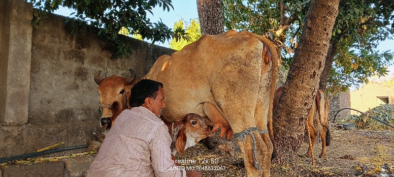 બે ગાયો વેચવાની...