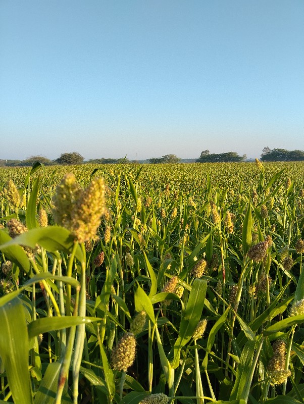 લીલી જુવાર નો સ...