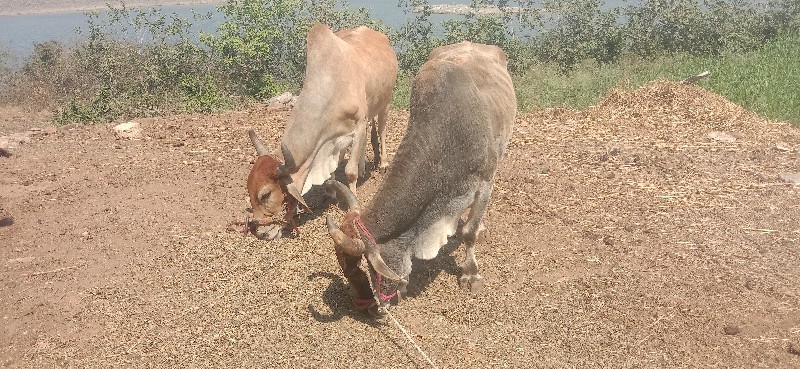 વેચવાનાછે