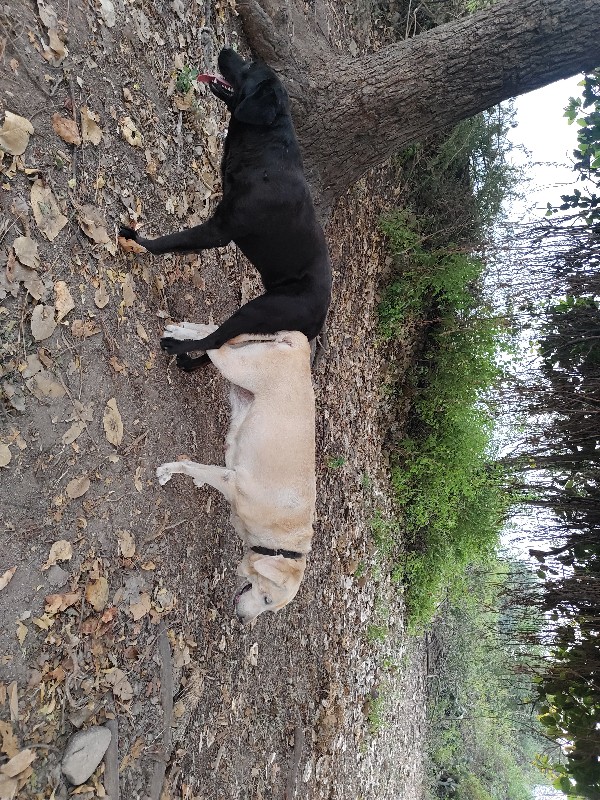 labrador retrie...