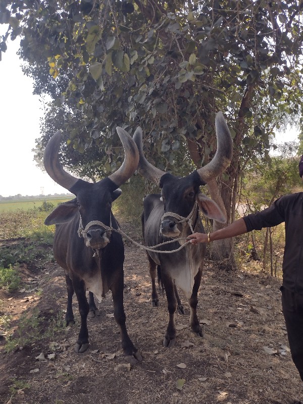 જાંબુડા ફુલ પનિ...